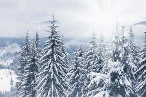 arbres couverts de givre et de neige dans les montagnes
