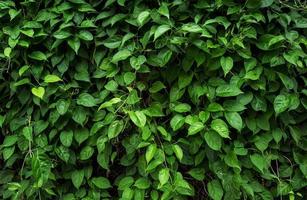 fond de feuilles vertes