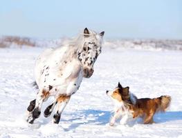 poney et chien jouent