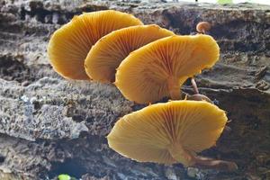 champignons poussant sur un arbre vivant dans la forêt