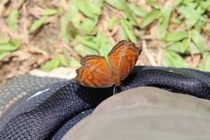 papillon pensée chocolat dans un parc photo