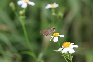 Papillon rapide de Formose sur une fleur photo