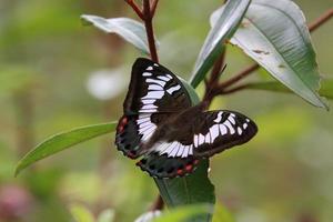 baron vert femelle sur une feuille photo