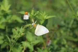 papillon émigrant tacheté sur une fleur photo