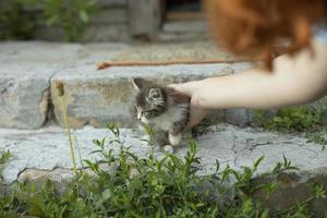 la main ramasse le chaton dans la rue. une fille ramasse un chaton sans abri. photo