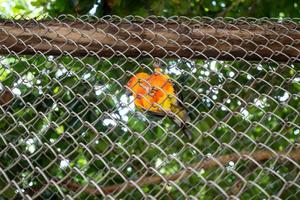 beau perroquet de conure de soleil coloré dans la cage à oiseaux du zoo debout sur une branche d'arbre. photo