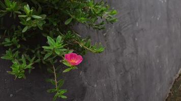 fleurs roses sur un mur violet 02 photo