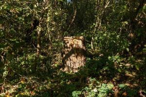 souche d'arbre pourri dans la forêt. forêt d'été. photo