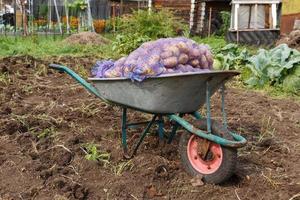 la brouette de jardin avec des sacs de pommes de terre est dans le jardin. récolte des pommes de terre. photo