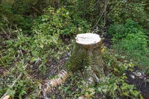 souche d'arbre tremble dans la forêt. la déforestation. photo