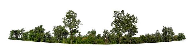 forêt et feuillage en été pour l'impression et les pages web isolées sur fond blanc photo