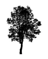 silhouette d'arbre pour pinceau sur fond blanc photo