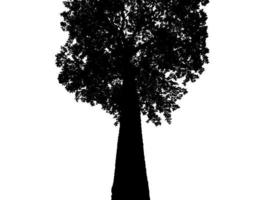 silhouette d'arbre pour pinceau sur fond blanc photo