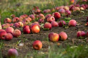 pommes fraîches du verger. récolte de pommes prête à être cueillie dans le verger de la république de moldavie. photo