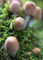 champignons photo
