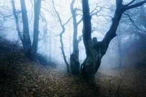 sentier à travers une mystérieuse vieille forêt sombre dans le brouillard. l'automne photo
