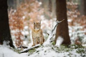 Lynx eurasien cub debout dans la forêt colorée d'hiver avec de la neige photo