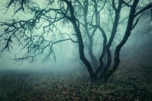 sentier à travers une mystérieuse vieille forêt sombre dans le brouillard. l'automne photo