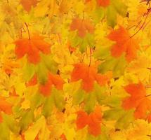 branche d'érable d'automne avec des feuilles. fond abstrait