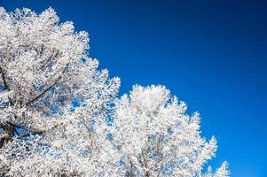 arbres couverts de neige et ciel bleu foncé photo