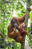 un orang-outan sur un arbre dans la jungle