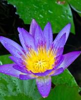 fleur de lotus pourpre avec pollen jaune. photo