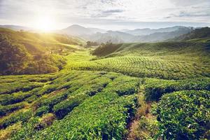 Plantation de thé dans les hauts plateaux de Cameron