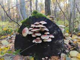 champignons sur un arbre dans la forêt, nature forestière photo