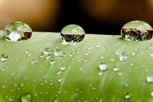 des perles d'eau et des gouttelettes d'eau se sont déposées sur des feuilles vertes à peau blanche à la surface des feuilles. photo