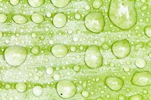 des perles d'eau et des gouttelettes d'eau se sont déposées sur des feuilles vertes à peau blanche à la surface des feuilles. photo