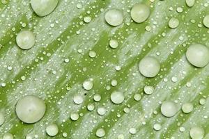 des perles d'eau et des gouttelettes d'eau se sont déposées sur des feuilles vertes à peau blanche à la surface des feuilles. photo