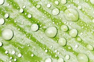 des perles d'eau et des gouttelettes d'eau se sont déposées sur des feuilles vertes à peau blanche à la surface des feuilles. photo