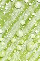 des perles d'eau et des gouttelettes d'eau se sont déposées sur des feuilles vertes à peau blanche à la surface des feuilles. photo