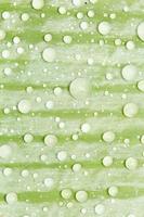 des perles d'eau et des gouttelettes d'eau se sont déposées sur des feuilles vertes à peau blanche à la surface des feuilles. photo