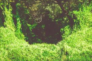 vigne feuillue dans la forêt rétro photo