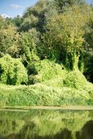 forêt verte et rivière photo