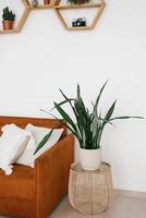 une plante d'intérieur sansevier en pot se tient près du canapé sur la table de chevet à l'intérieur du salon de style scandinave