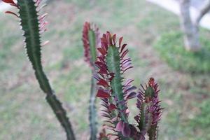 une plante en forme de queue de dragon nommée euphorbia trigona photo