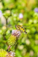 les abeilles les bourdons et les guêpes volent dans les fleurs roses pourpres. photo