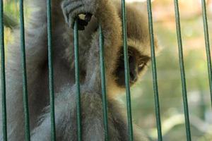 singe dans une cage photo