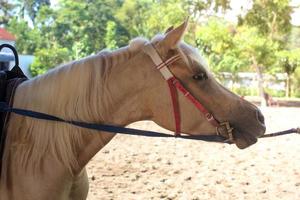 équitation dans les attractions touristiques photo