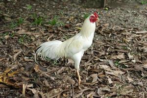 poulet blanc sauvage photo