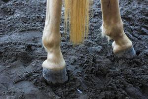 équitation dans les attractions touristiques photo