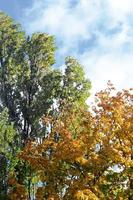 fragment d'arbres dont les feuilles changent de couleur en automne photo