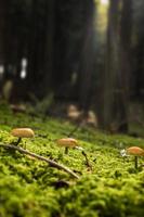 petits champignons photo