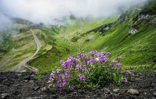 fleurs violettes sur fond de vallée de montagne verte et de nuages blancs. paysage photo