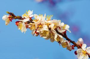 arbres de printemps en fleur photo