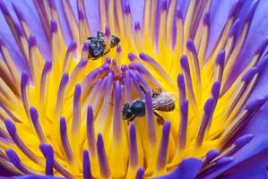 abeille sur belle fleur de lotus.