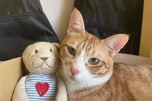 chat endormi avec une poupée. chaton tigré somnoler confortablement câlin ours en peluche sur un tapis blanc en fourrure. petit chat dort sur une couverture confortable câlins jouet. bébé chaton fais de beaux rêves. photo