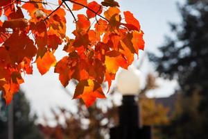 couleurs d'automne photo